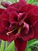 Hemerocallis Double Red Royal