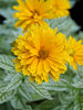 Heliopsis Double Sunstruck