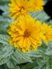 Heliopsis Double Sunstruck