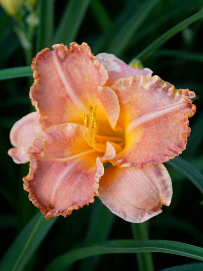 Hemerocallis Spacecoast Early Bird