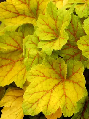Link to Heuchera Electra