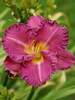 Hemerocallis Entrapment