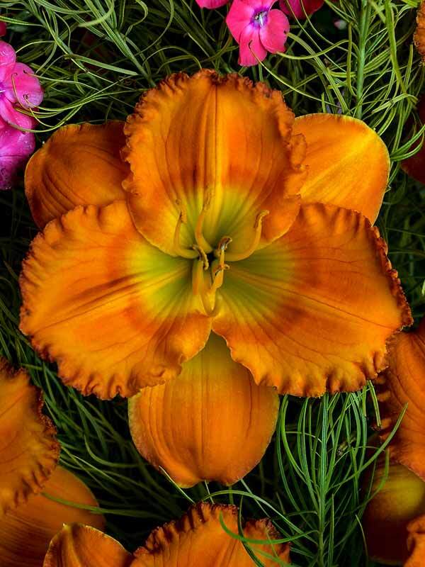 Hemerocallis Earlybird Oriole