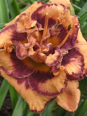 Link to Hemerocallis Exploded Pumpkin
