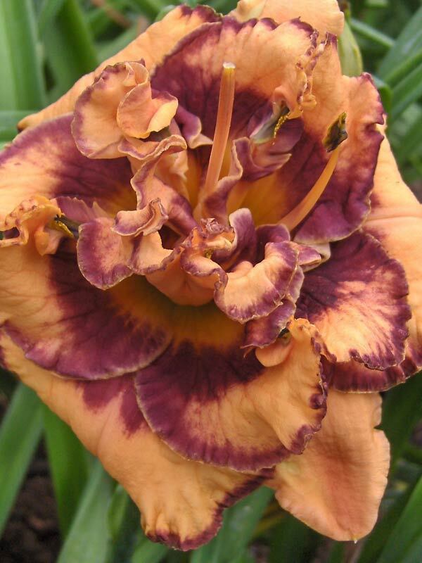 Hemerocallis Exploded Pumpkin