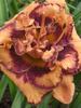 Hemerocallis Exploded Pumpkin