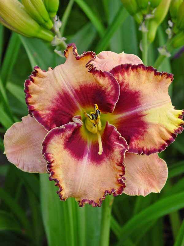 Hemerocallis Gator Eye