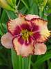 Hemerocallis Gator Eye