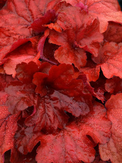Heuchera
