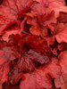 Heuchera Fire Alarm