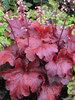 Heuchera Fire Alarm