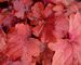 Heuchera Fire Alarm