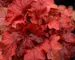 Heuchera Fire Alarm