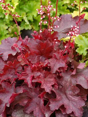 Link to Heuchera Fire Chief