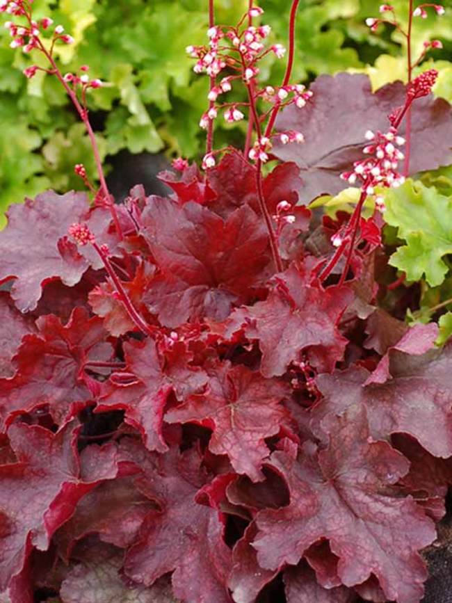 Heuchera Fire Chief