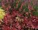 Heuchera Fire Chief