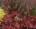Heuchera Fire Chief