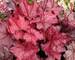 Heuchera Fire Chief