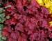 Heuchera Fire Chief