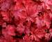 Heuchera Fire Chief