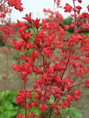Link to Heuchera Firefly