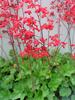 Heuchera Firefly