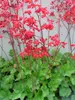 Heuchera Firefly