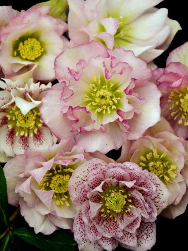 Helleborus Flower Girl