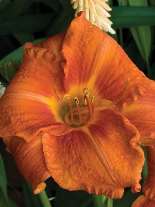Hemerocallis Fire King Bluestone Perennials