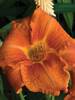 Hemerocallis Fire King