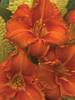 Hemerocallis Fire King