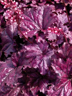 Link to Heuchera Forever&reg; Purple