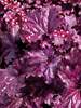 Heuchera Forever Purple