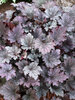 Heuchera Frosted-Violet