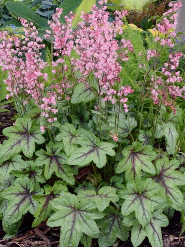 Image of Heucherella perennial flower