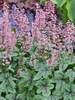 Heucherella Pink Fizz