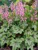 Heucherella Pink Fizz