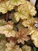 Heuchera Ginger-Ale