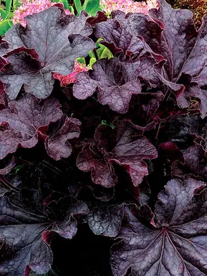 Link to Heuchera Grande&#153; Black