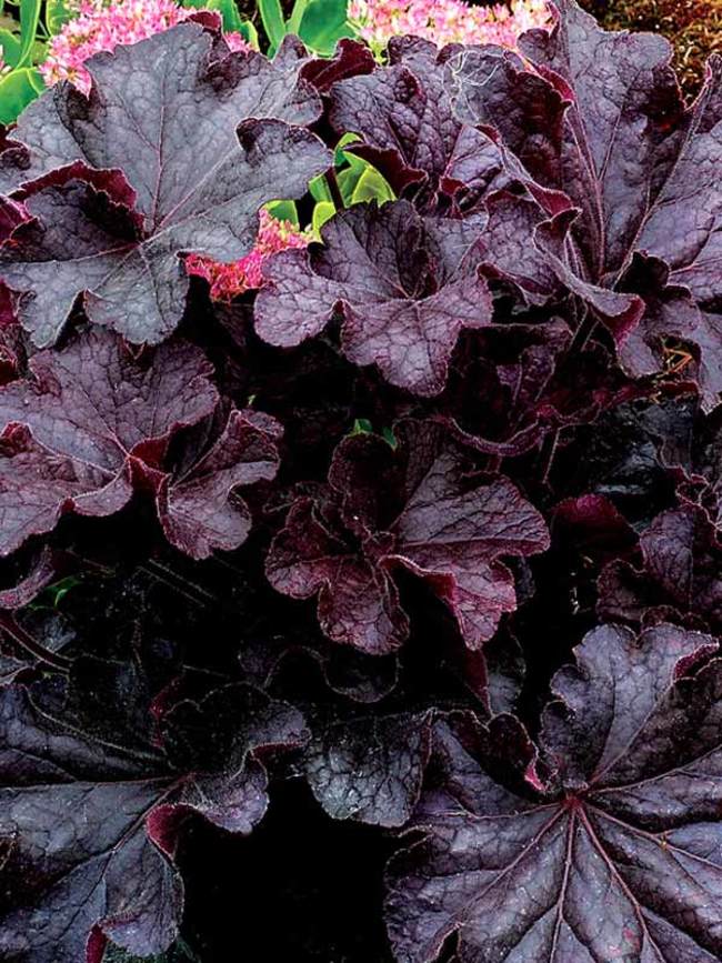 Heuchera Grande Black