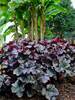 Heuchera Grande Black