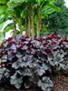 Heuchera Grande Black