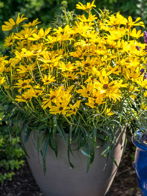 Helianthus Autumn Gold