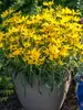 Helianthus Autumn Gold