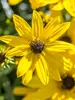 Helianthus Autumn Gold