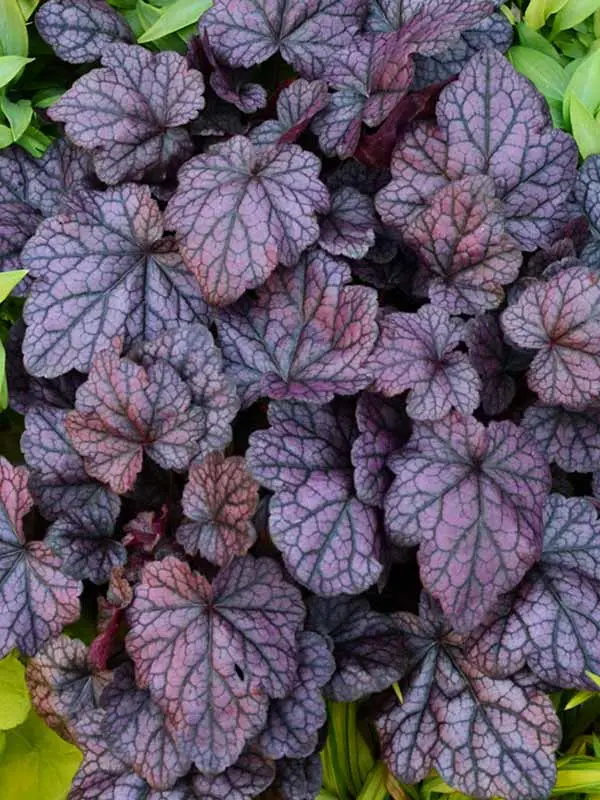 Heuchera Grape Expectations