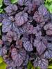 Heuchera Grape Expectations