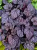 Heuchera Grape Expectations