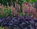 Heuchera Grape Expectations