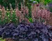 Heuchera Grape Expectations